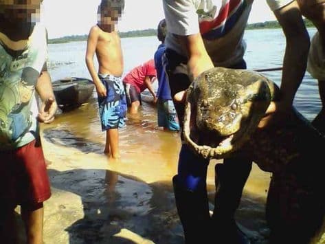 FOTO: Ovo je čudovišna anakonda koja je ubila petoro ljudi FOTO: Ovo je čudovišna anakonda koja je ubila petoro ljudi