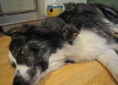 VIDEO: Mačići se odmaraju na leđima psa VIDEO: Mačići se odmaraju na leđima psa