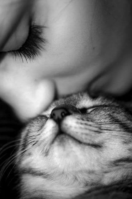 Šta sve liječi mačkino predenje? Šta sve liječi mačkino predenje?