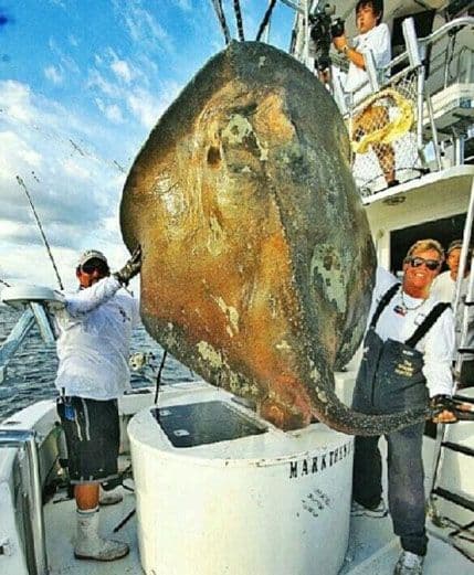 Kakvu je ribu uhvatio iskusni lovac na morske pse? Kakvu je ribu uhvatio iskusni lovac na morske pse?