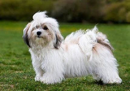 Kako da smanjite količinu dlaka od linjanja Kako da smanjite količinu dlaka od linjanja