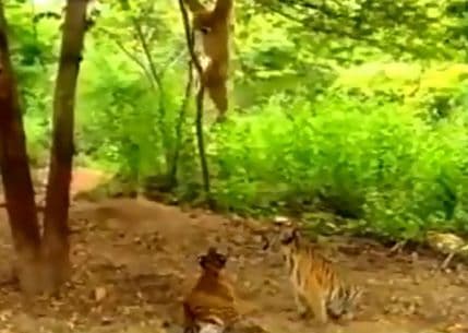 VIDEO: Kada majmun zadirkuje mlade tigrove VIDEO: Kada majmun zadirkuje mlade tigrove