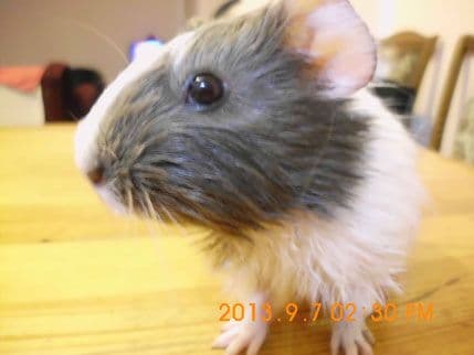 FOTO: Malena je pobjednik nagradne igre Pet šopa „Dora“ i Portala Analitika FOTO: Malena je pobjednik nagradne igre Pet šopa „Dora“ i Portala Analitika