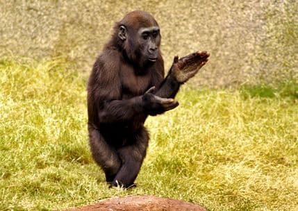 Naučnici dovode u pitanje postojeće teorije evolucije Naučnici dovode u pitanje postojeće teorije evolucije