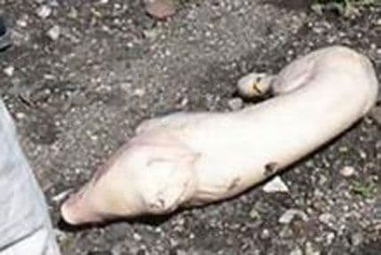 Sevilja: Zakopali svinju da spriječe gradnju džamije Sevilja: Zakopali svinju da spriječe gradnju džamije