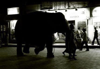 Slonica prošetala ulicama Rima Slonica prošetala ulicama Rima