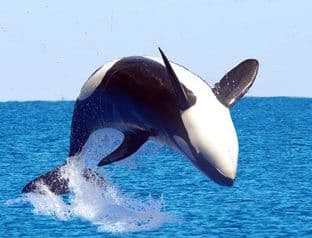 Istraživanje iznenadilo naučnike: Čovjek nije na vrhu lanca ishrane Istraživanje iznenadilo naučnike: Čovjek nije na vrhu lanca ishrane