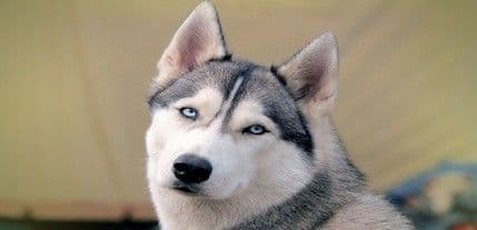 Policija uhvatila četveronožnog lopova Policija uhvatila četveronožnog lopova