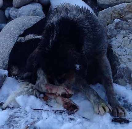 KOPRIVICA: Pripremamo krivičnu prijavu zbog brutalnog ubistva psa KOPRIVICA: Pripremamo krivičnu prijavu zbog brutalnog ubistva psa