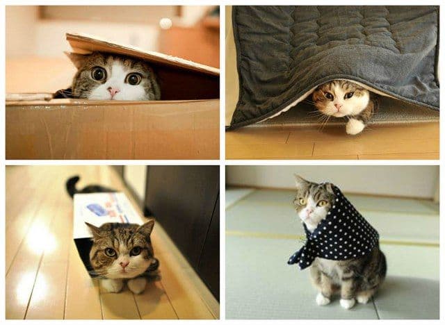 Mačka koja je zaludjela cijeli svijet (VIDEO) Mačka koja je zaludjela cijeli svijet (VIDEO)