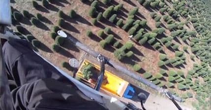 Pogledajte: Nevjerovatna berba jelki helikopterom Pogledajte: Nevjerovatna berba jelki helikopterom