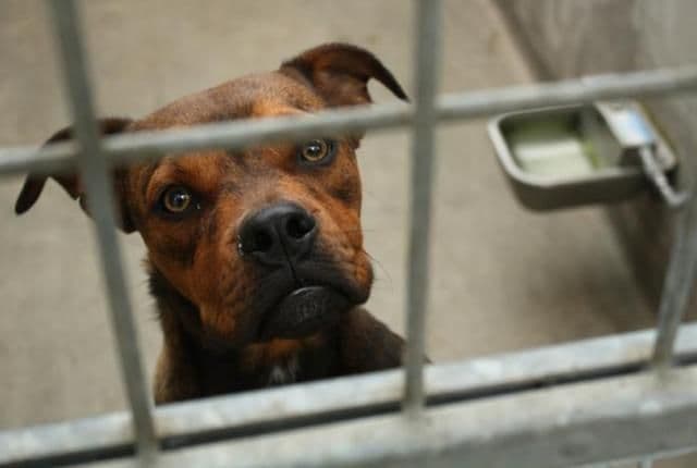 Vlasnica azila u Zagrebu ubila 44 psa Vlasnica azila u Zagrebu ubila 44 psa