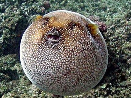 Nove vrste riba sve češći stanovnici Jadrana Nove vrste riba sve češći stanovnici Jadrana