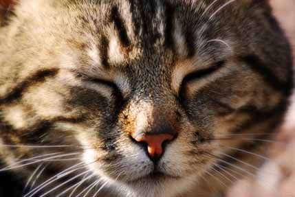 Osnove o mačkama koje je potrebno znati Osnove o mačkama koje je potrebno znati