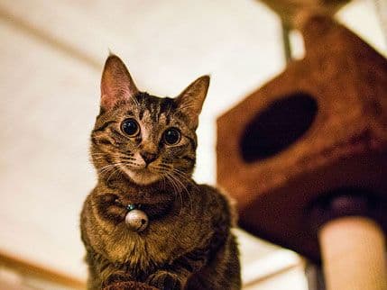 PARIZ: Otvoren restoran za mačke PARIZ: Otvoren restoran za mačke