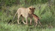 VIDEO: Lav mekog srca VIDEO: Lav mekog srca