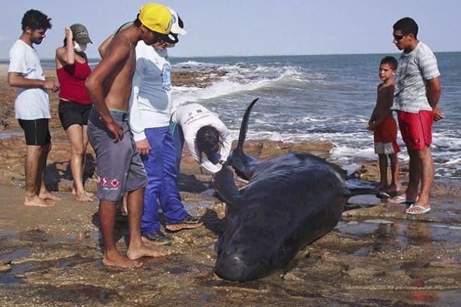 NAUČNICI U ŠOKU: Delfini masovno umiru, a ne zna se zašto NAUČNICI U ŠOKU: Delfini masovno umiru, a ne zna se zašto