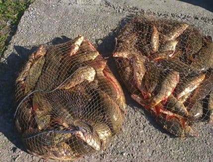 Spriječen nezakoniti izlov 130 kg krapa Spriječen nezakoniti izlov 130 kg krapa