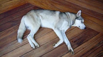 Priča o vuku koja će dotaći mnoge Priča o vuku koja će dotaći mnoge