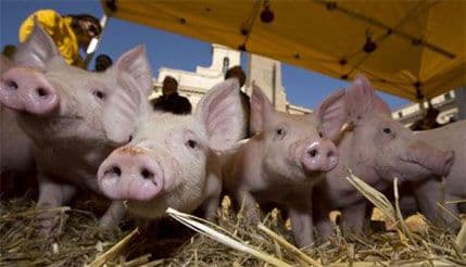 Kinezi stvorili prasad koja sijaju u mraku Kinezi stvorili prasad koja sijaju u mraku