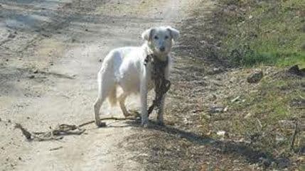 Njujork: Zlostavljači plaćaju liječenje životinja Njujork: Zlostavljači plaćaju liječenje životinja