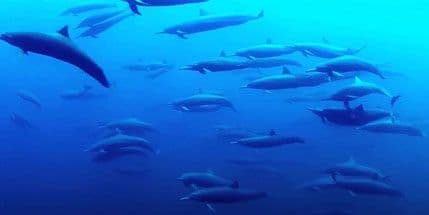 Neviđeni podvodni spektakl: Prvi put snimljeno megajato od 3.000 delfina Neviđeni podvodni spektakl: Prvi put snimljeno megajato od 3.000 delfina