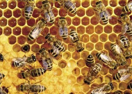 "Vilin med" po cijeni od 5.000 eura za kilogram "Vilin med" po cijeni od 5.000 eura za kilogram