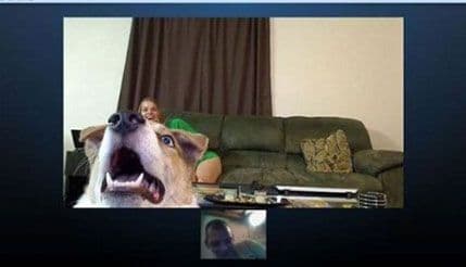 Izraz lica psa koji prvi put vidi gazdu na Skajpu Izraz lica psa koji prvi put vidi gazdu na Skajpu