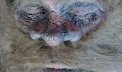 Kontroverzni lovac tvrdi: Ubio sam Bigfoota (VIDEO) Kontroverzni lovac tvrdi: Ubio sam Bigfoota (VIDEO)