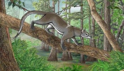 Naučnici: Lavovi, tigrovi i medvjedi potiču od... Naučnici: Lavovi, tigrovi i medvjedi potiču od...