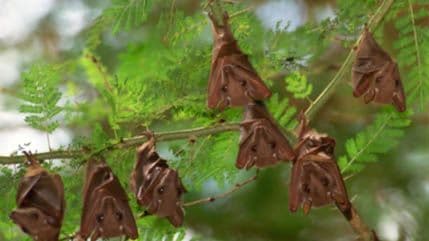 VIDEO: U Australiji šišmiši padali sa neba VIDEO: U Australiji šišmiši padali sa neba