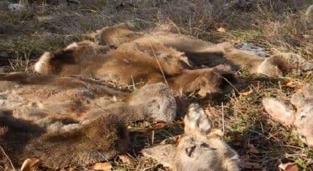 Green Home: Utvrditi ko je kriv za pokolj srna na Goliji Green Home: Utvrditi ko je kriv za pokolj srna na Goliji