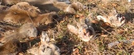 Masakr srna dokaz da sistem ne funkcioniše Masakr srna dokaz da sistem ne funkcioniše