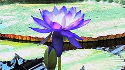 Iz botaničke bašte u Londonu ukraden rijedak lokvanj Iz botaničke bašte u Londonu ukraden rijedak lokvanj