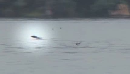 VIDEO: Ribe u Južnoj Africi love ptice u letu VIDEO: Ribe u Južnoj Africi love ptice u letu