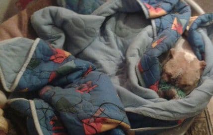 IVEZIĆ: Borićemo se za pit bula povrijeđenog u borbama pasa IVEZIĆ: Borićemo se za pit bula povrijeđenog u borbama pasa