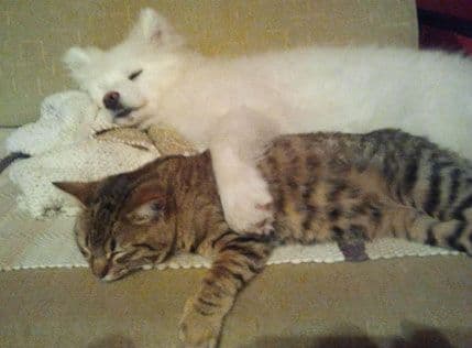 VIDEO: Najbolji prijatelji uprkos svim razlikama VIDEO: Najbolji prijatelji uprkos svim razlikama