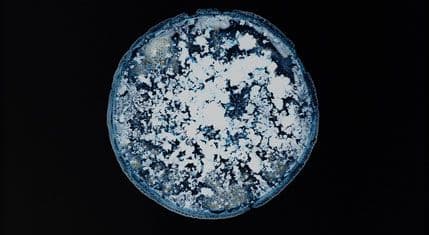 Droge pod mikroskopom: Izgledaju kao što djeluju Droge pod mikroskopom: Izgledaju kao što djeluju