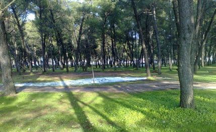 Green Home: Šume na Ćemovskom polju i Zlatici se svakodnevno uništavaju Green Home: Šume na Ćemovskom polju i Zlatici se svakodnevno uništavaju