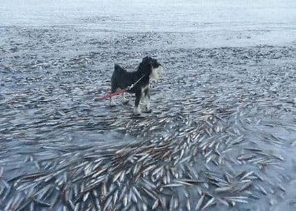 FOTO: Smrznute haringe, ali – u moru! FOTO: Smrznute haringe, ali – u moru!