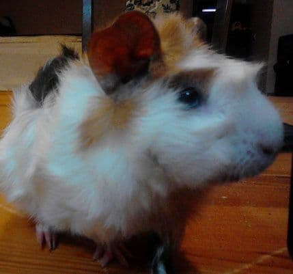 Jeknići udomili Miška Jeknići udomili Miška