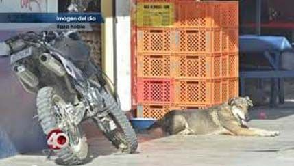 Pas pet godina čeka svog gazdu Pas pet godina čeka svog gazdu