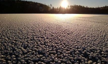 Finsku preplavila polja zamrznutih cvjetova Finsku preplavila polja zamrznutih cvjetova