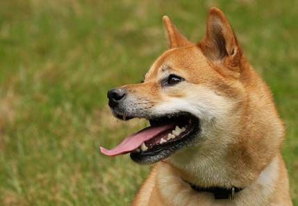 Psi ne vode porijeklo od vukova? Psi ne vode porijeklo od vukova?