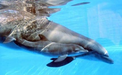 VIDEO: Ljudi, šimpanze i delfini vide isto svijet oko sebe VIDEO: Ljudi, šimpanze i delfini vide isto svijet oko sebe