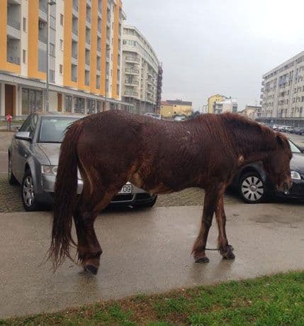 FOTO: Konji vezanih nogu opet na ulicama Podgorice FOTO: Konji vezanih nogu opet na ulicama Podgorice