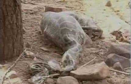 Indija: Piton progutao jelena u zoološkom vrtu Indija: Piton progutao jelena u zoološkom vrtu