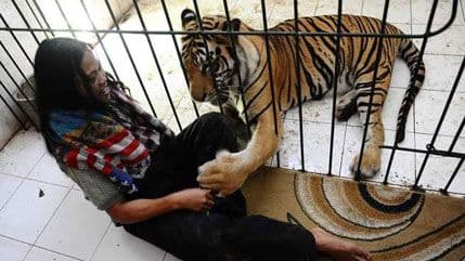 Tigar i čovjek najbolji prijatelji Tigar i čovjek najbolji prijatelji