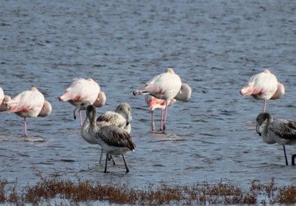 Ulcinjska solana kao centar za turiste (FOTO) Ulcinjska solana kao centar za turiste (FOTO)