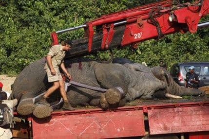 Nesvakidašnji prizor: Usnule divove vode do novog doma (VIDEO) Nesvakidašnji prizor: Usnule divove vode do novog doma (VIDEO)